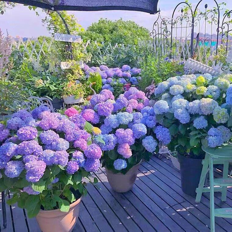 高档绣球花盆栽无尽夏绣球八仙花苗地栽庭院大苗四季耐寒花卉