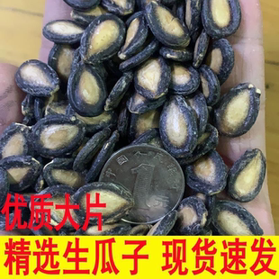 新货大片生西瓜子黑瓜子中片小片大板瓜子打瓜子未加工五香话梅