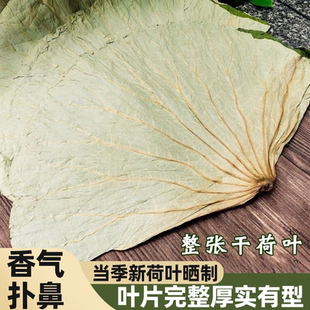 微山湖干荷叶整张荷叶鸡荷叶茶片大质优清香四溢精心挑选新鲜大张