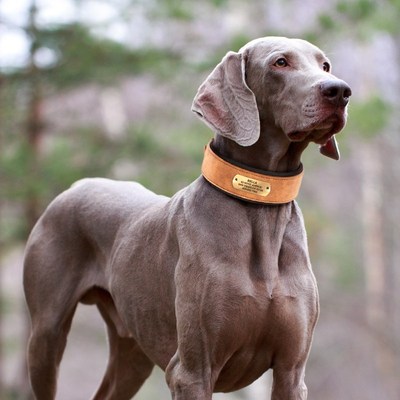 热销狗项圈大型犬狗脖圈拉布拉多法斗颈圈德牧猛犬刻字狗牌脖套狗