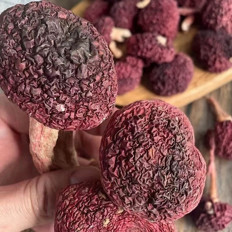 福建三明武夷山野生红菇正红菇干货蓝底（免费试吃只卖真品质）