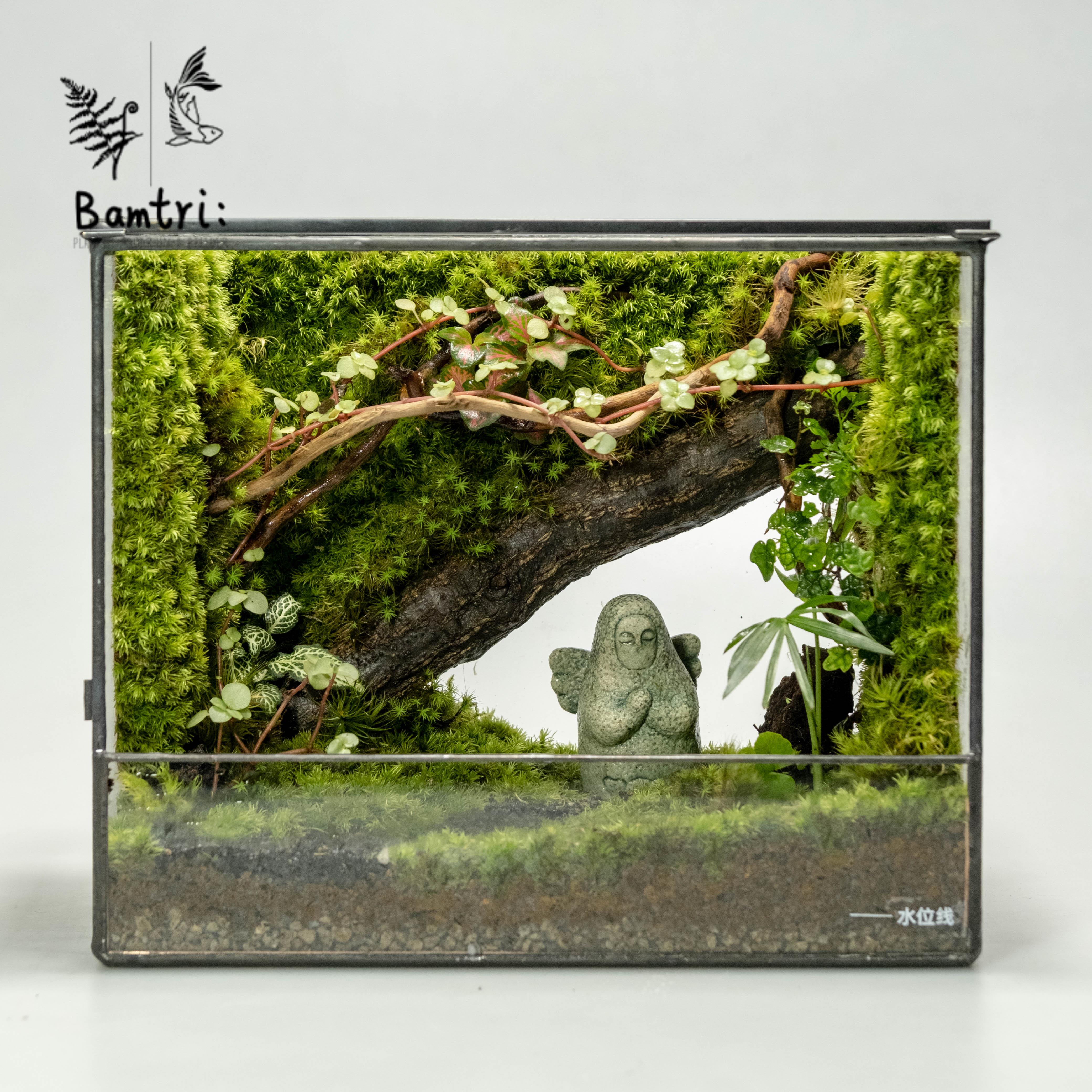 《Bamtri：Terrarium》塞尔达海利亚桌面苔藓微景观直角缸植物摆
