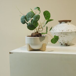 圆叶山乌龟招财龟爬藤块根植物室内客厅阳台办公桌面盆栽有趣盆景