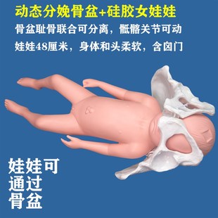 分娩示教骨盆模型含娃娃模型 动态骨盆耻骨联合骶髂关节可分离