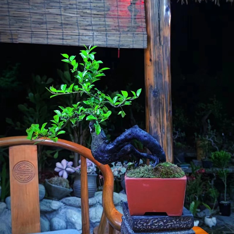 小微盆景绿植茶台书房室内外阳台盆栽