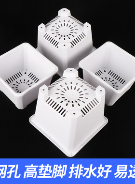 白色多肉花盆景天小方盆景天盆多肉塑料小黑方加厚花卉绿植育苗盆