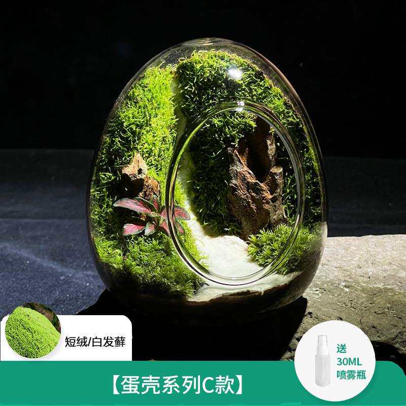 蛋壳苔藓微景观摆件盆栽创意成品办公室桌面好养绿植生态瓶小盆景图片