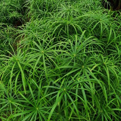 水竹绿植盆栽水培植物风车草水棕竹室内外水生鱼池塘旱伞草富贵竹