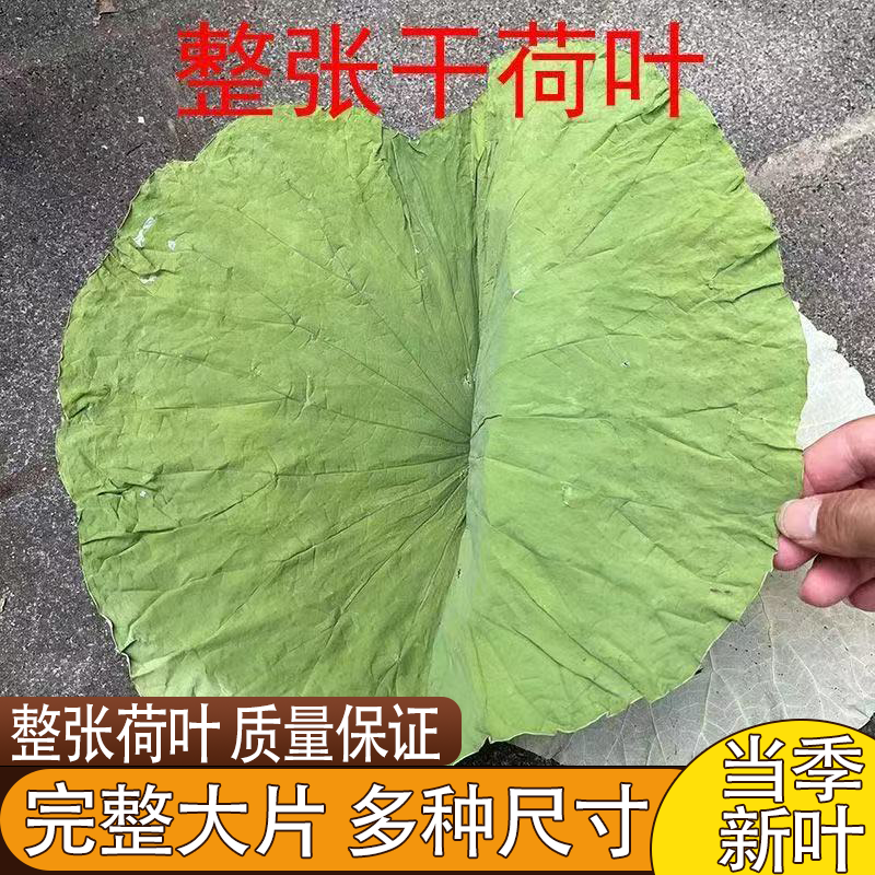 微山湖荷叶圆形完整大片精选糯米鸡荷叶饭木桶饭荷叶鸡自然凉晒