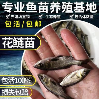 花鲢鱼苗大头鱼苗淡水小鱼苗养殖胖头鱼苗花鲢鱼鱼苗食用鳙鱼苗