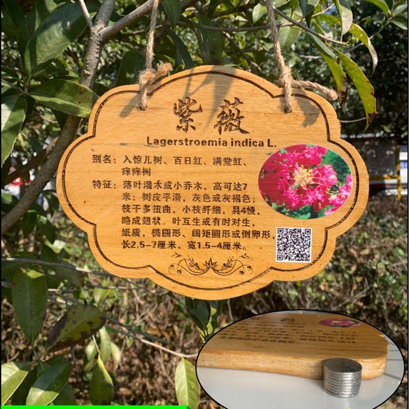 植树节树木挂牌花木介绍牌植物品名吊牌幼儿园认养防腐标识牌定制