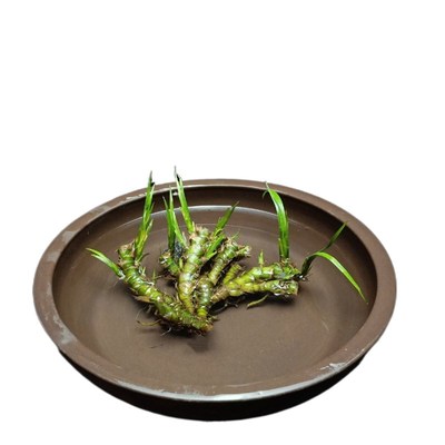 菖蒲根盆栽微型盆景虎须龙根室内绿植水培假山植物阳台美观