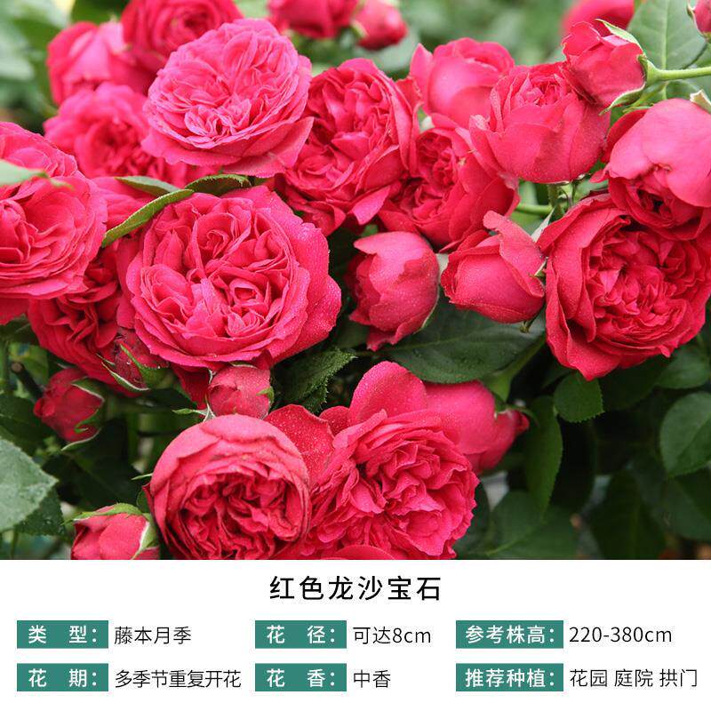 月季红色龙沙宝石/红色伊甸园月季玫瑰红色藤本月季