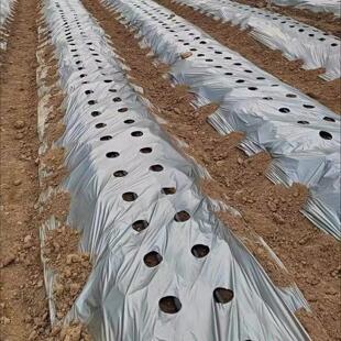 打孔地膜农用种植有孔开孔带孔防草辣椒塑料薄膜银黑免打孔pe地膜