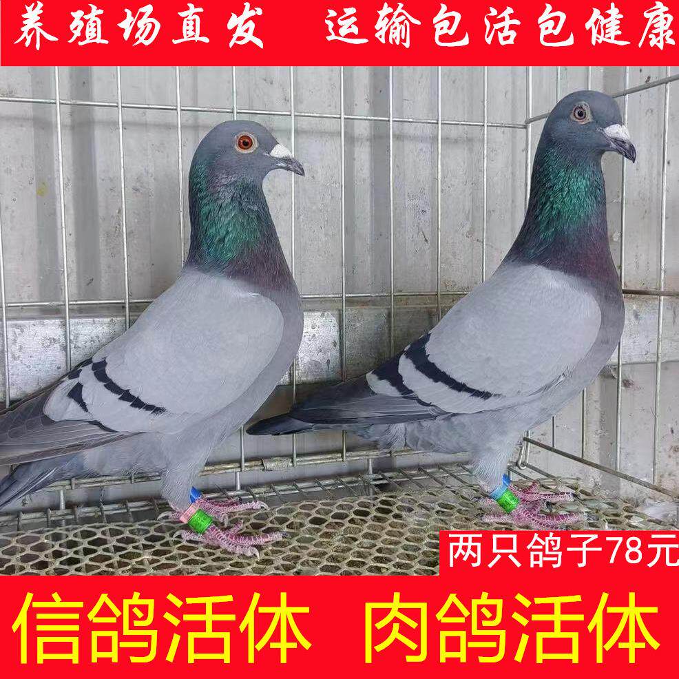 鸽子活体信鸽一对活鸽子肉鸽青年鸽白羽王鸽散养鸽雨点瓦灰鸽子活