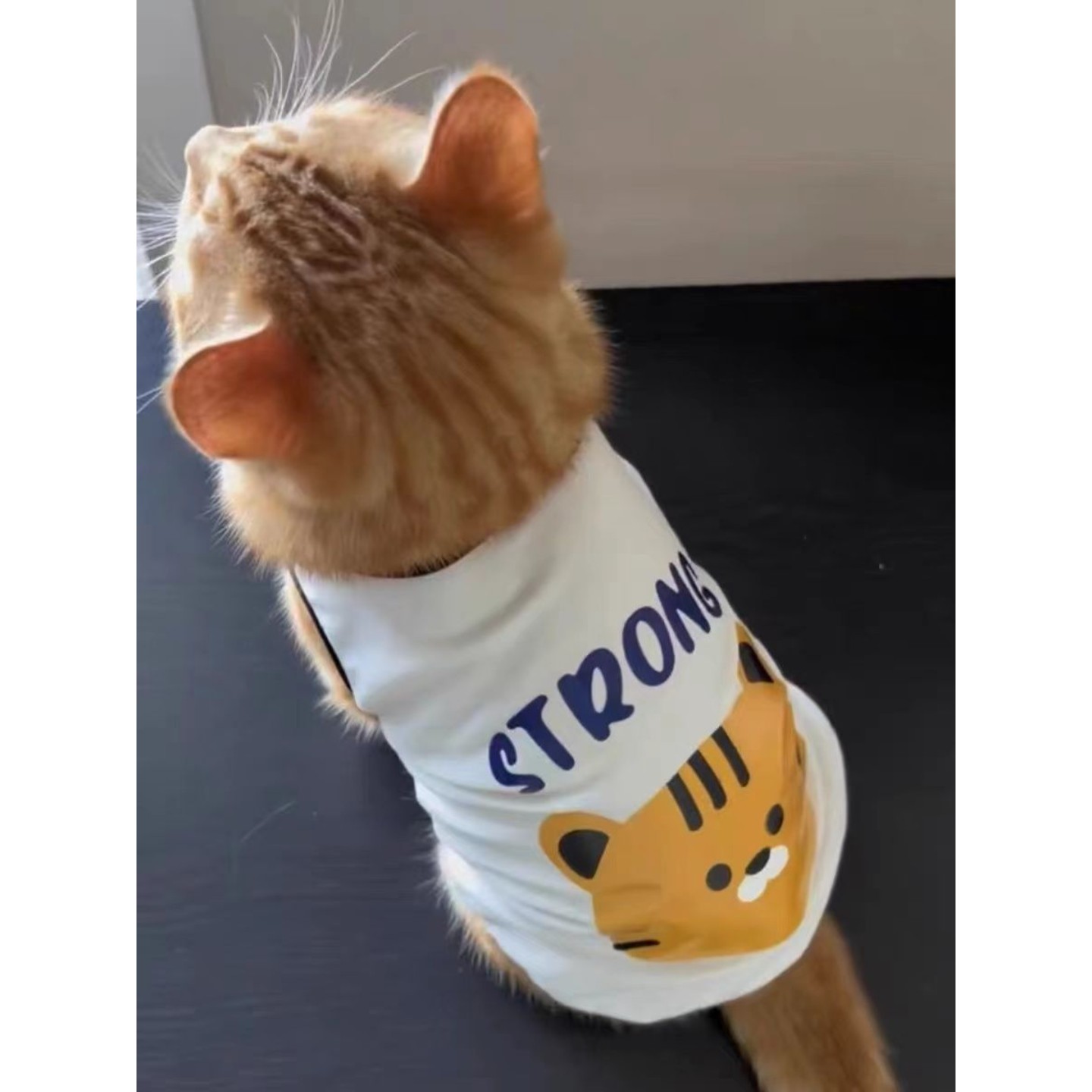 猫咪防掉毛衣服夏天透气英短布偶猫银渐层蓝猫宠物夏季薄款小背心