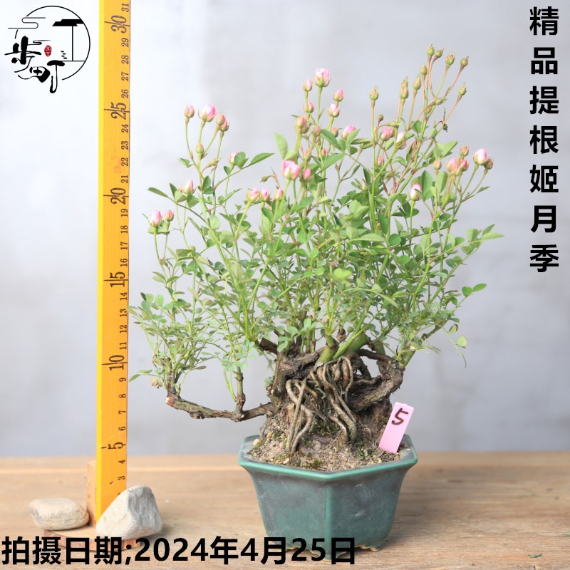 热销精品提根姬月季四季开花迷你盆栽姬玫瑰办公室茶室一物一拍
