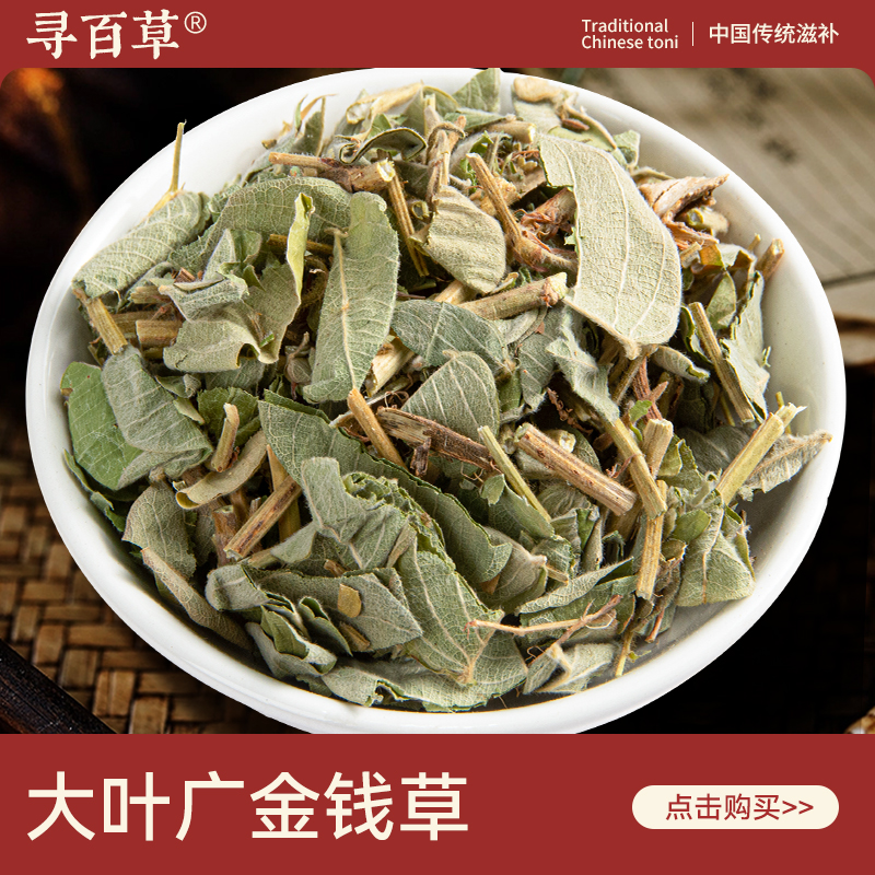 寻百草广金钱草中药材野生大叶