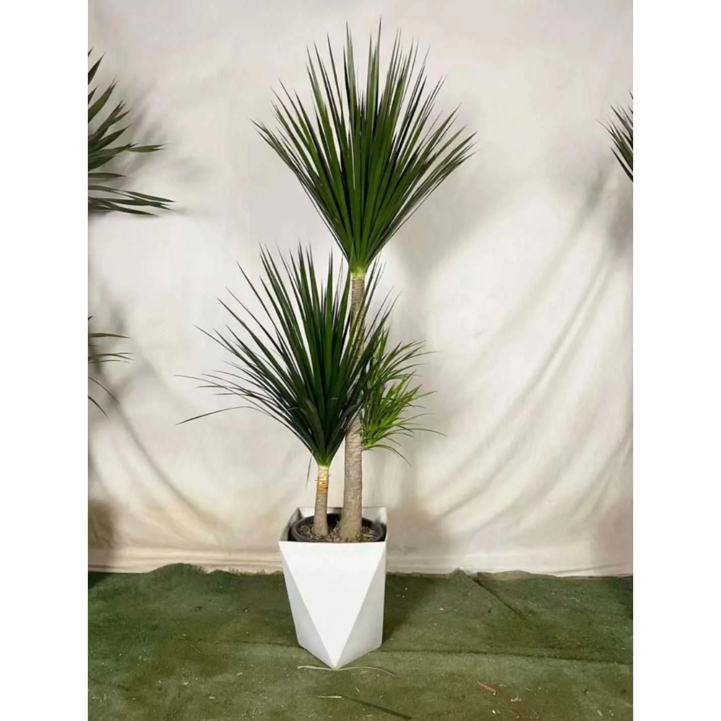 黑珍珠龙血树盆栽细叶双层多头树老桩龙须大型室内客厅绿植苗新品