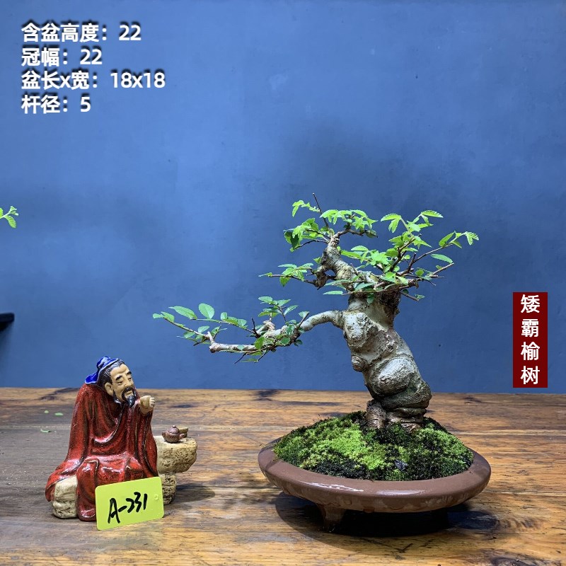 小叶榔榆榆树老桩矮霸榆树老桩坨坨一物一拍榆树S盆景种好带盆包