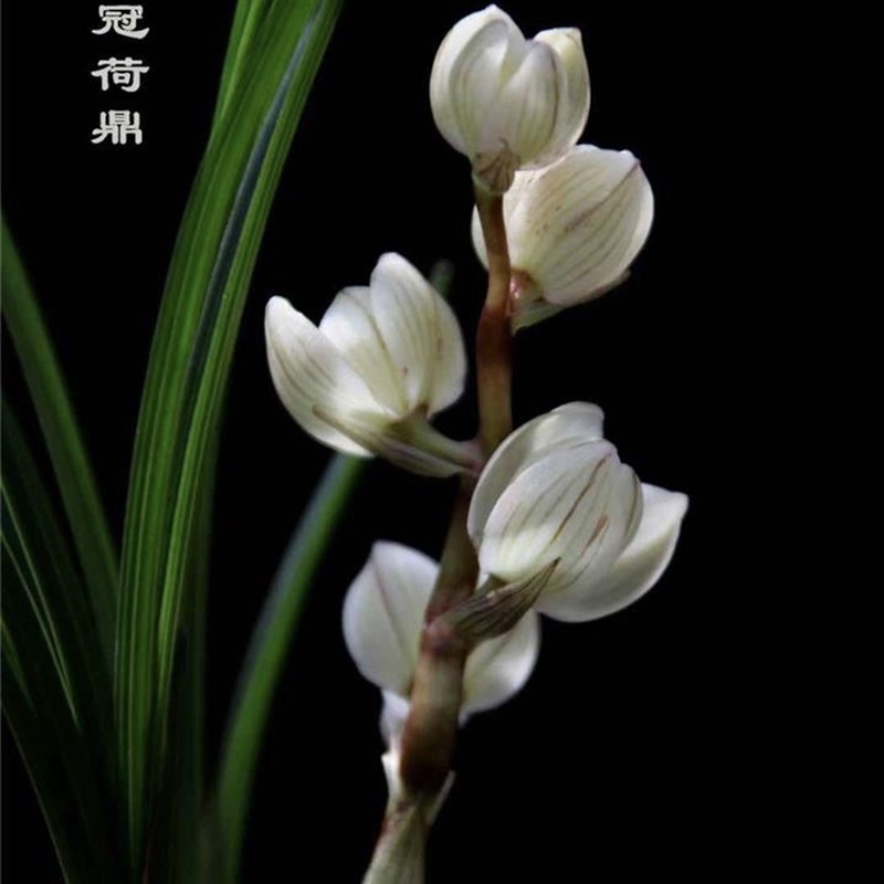 云南带花苞盆栽浓香o兰花苗 莲瓣兰 素冠荷鼎 绿植兰花草花卉