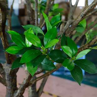仿仿真红树林772室内外造景落红树地林真植酒店景区园林装饰绿假