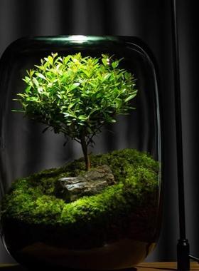 浅ZL-77577竺生态命之树苔藓景观摆件生瓶办公植室桌面生态缸绿造