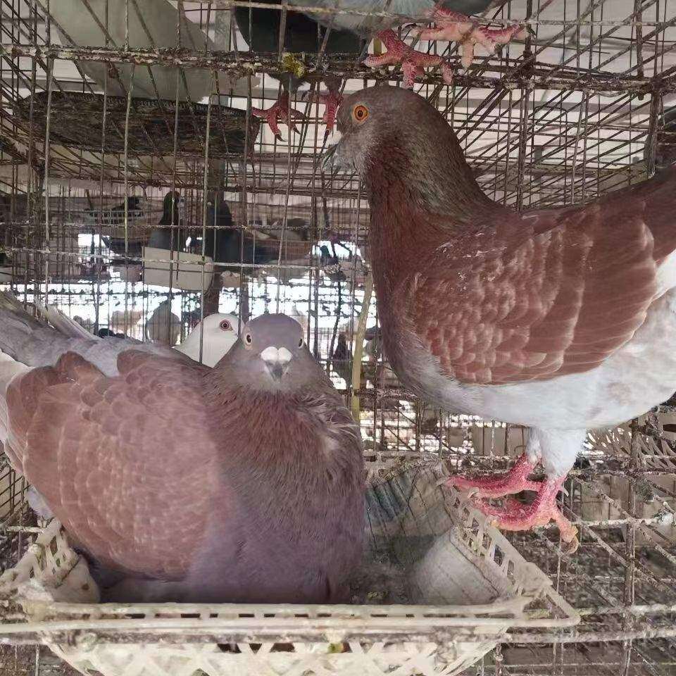 纯种落地王鸽子活一对种鸽大体鸽下蛋繁殖观赏鸽信鸽肉鸽鸟类