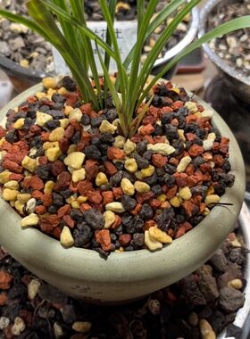 兰花盆面装饰植料兰花专用土兰花护茎土植金石荷王仙土烧红土3合1