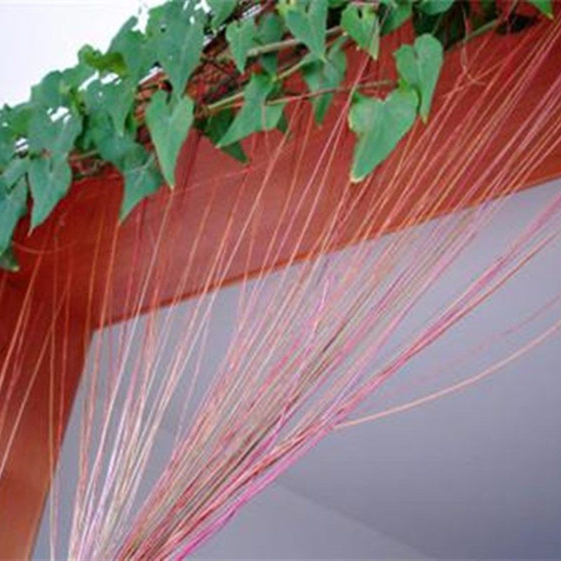 锦屏藤苗富贵帘苗藤龙须藤一帘幽梦会长须的爬藤植物阳台攀援花卉