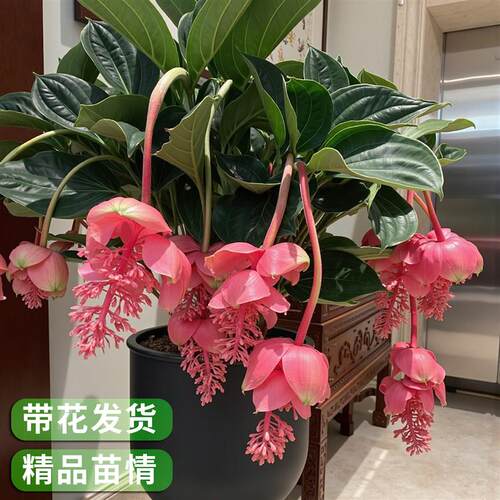 宝莲灯花盆栽带花苞室内客厅高档花卉四季好养年宵花珍珠宝莲灯花