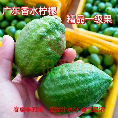 广东香水柠檬皮厚汁少香浓现摘