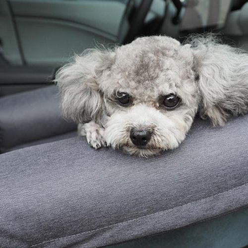 宠物安全车载窝可在沙发用全可拆洗狗狗窝有牵引扣安全牢固