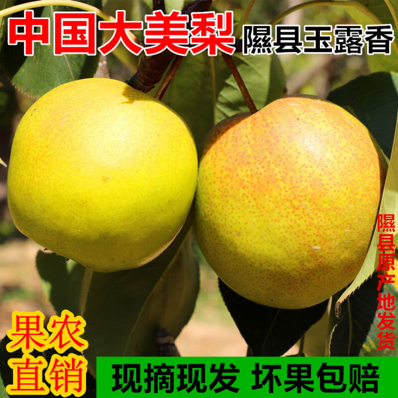 25年山西隰县玉露香梨新鲜香梨现摘脆甜高山梨子新鲜水果玉露香梨