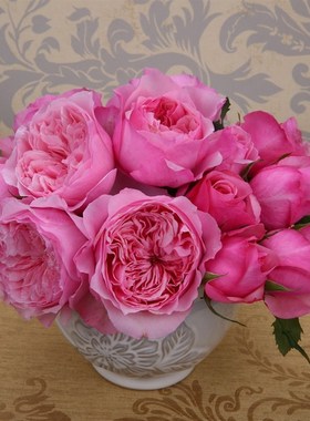 绿园美植  凯丽 切花月季粉色玫瑰抗病耐开直立健壮庭院阳台盆栽