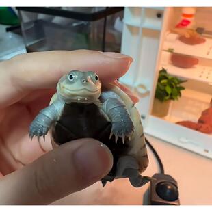 【网红微笑龟】沼泽猪龟苗活体侧颈龟活体西非龟苗活体新手宠物龟