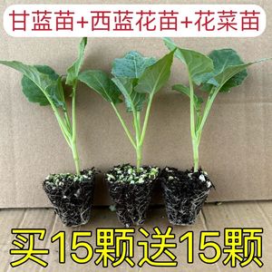 西兰花苗秧苗绿甘蓝苗盆栽蔬菜苗牛心甘蓝苗白花椰菜苗牛心包菜苗