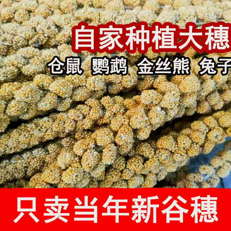 26年新谷穗鹦鹉仓鼠零年新谷穗天然麦穗谷穗混谷子穗小米玄凤鹦鹉