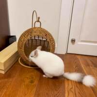 龙猫吊床藤编仓鼠秋千荷兰猪飞鼠夏季降温散热睡觉窝宠物悬挂吊篮