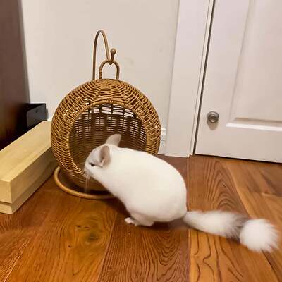 龙猫吊床藤编仓鼠秋千荷兰猪飞鼠夏季降温散热睡觉窝宠物悬挂吊篮