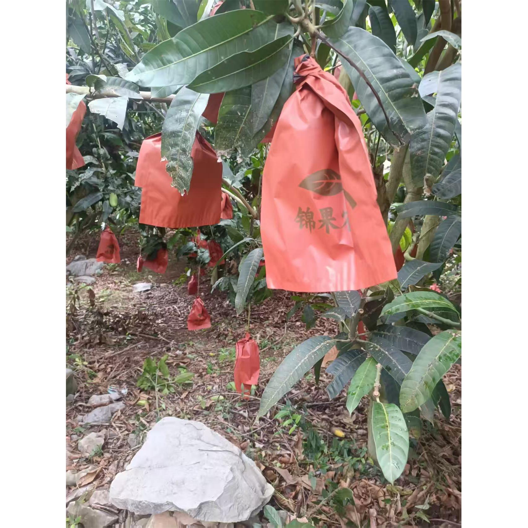 芒果套袋白色芒果专用纸袋凯特象牙防水防鸟果袋金煌芒防虫保护袋