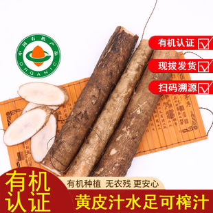 有机认证牛蒡根安疗黄皮牛蒡农家自种5斤榨汁牛膀蔬菜