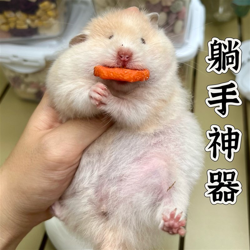 零食全家桶仓鼠金丝熊花枝鼠缎子鼠躺手神器健康长肉小宠饲料套餐