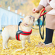 遛狗绳定做胸背三角胸背带牵引绳背心式 胸背带小型犬中型犬法斗