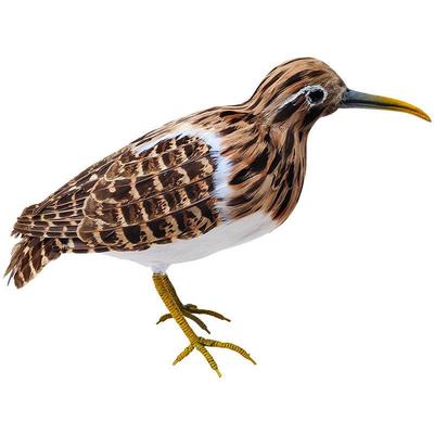 彷真羽毛百灵鸟金丝雀黄鹂彩鹬红翅凤头鹃鹰鹃噪鹃教学摄影模型