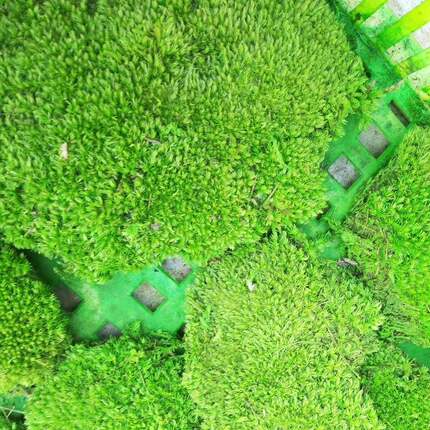 永生TX-BFX鲜白发藓青生软态瓶苔保朵朵藓庭院植物墙造景装苔藓