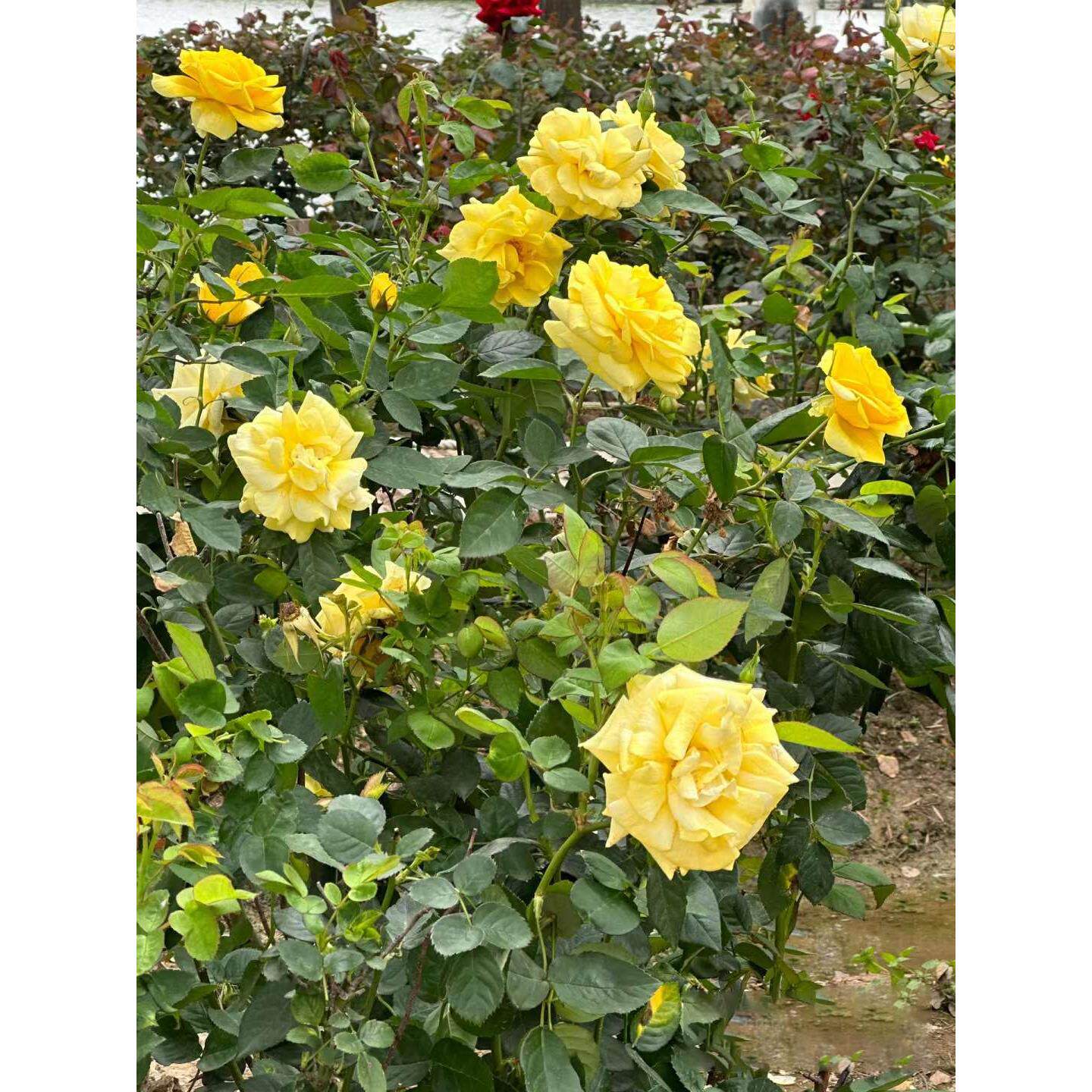 金奖章大花月季花苗浓香庭院多季盆栽灌木绯扇红双喜切花玫瑰花苗