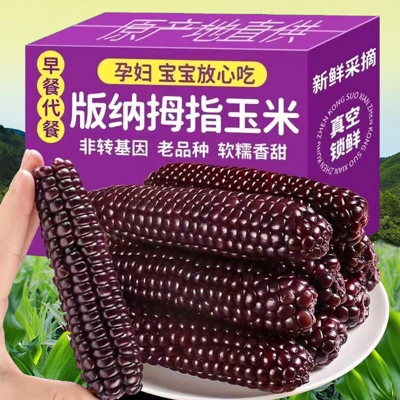 云南西双版纳香糯拇指小玉米新鲜手指嫩紫糯玉米真空黏玉米棒特产