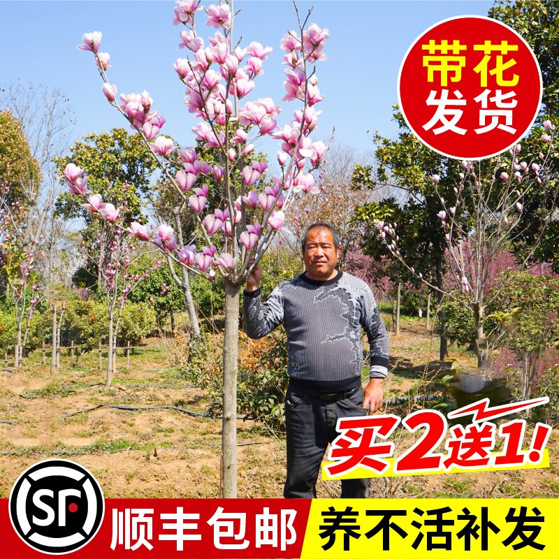 玉兰花树苗带花苞红白紫玉兰树室外矮化庭院四季花卉盆栽绿化大树