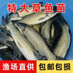 优质草鱼苗活体淡水养殖小鱼苗鲩鱼食用特大号半斤鲜活草鱼苗批发